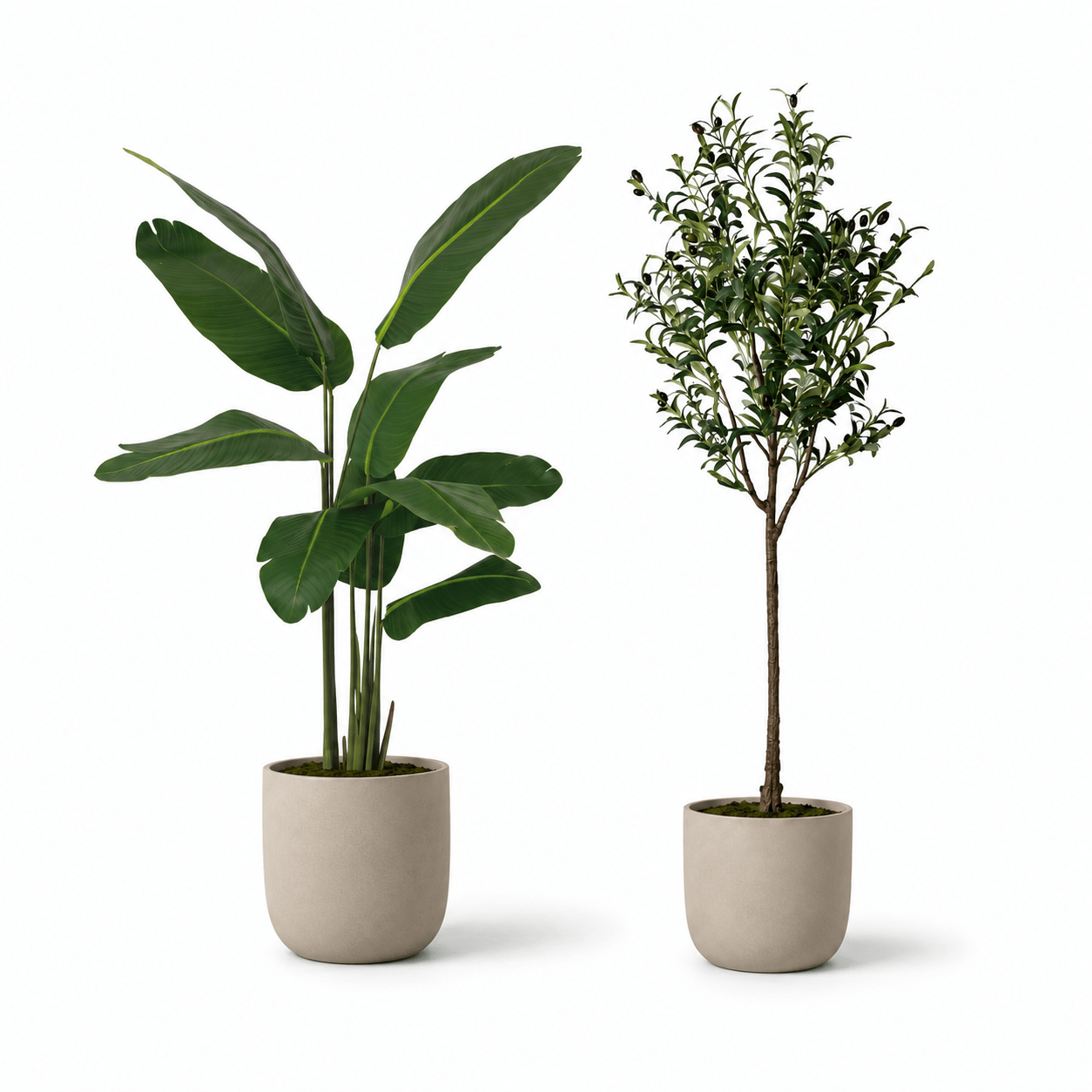 2 - teiliges Kunstpflanzen - Set mit Strelitzie & Olivenbaum 150 cm - DYFLORA