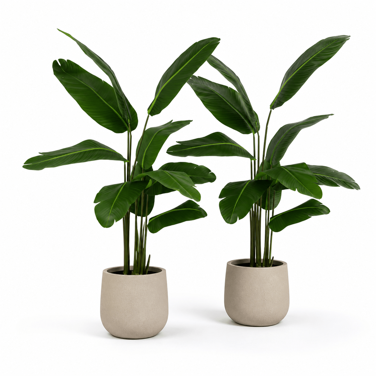 2er Set Strelitzie Kunstpflanze 150 cm – exotisches Duo mit großen Blättern - DYFLORA