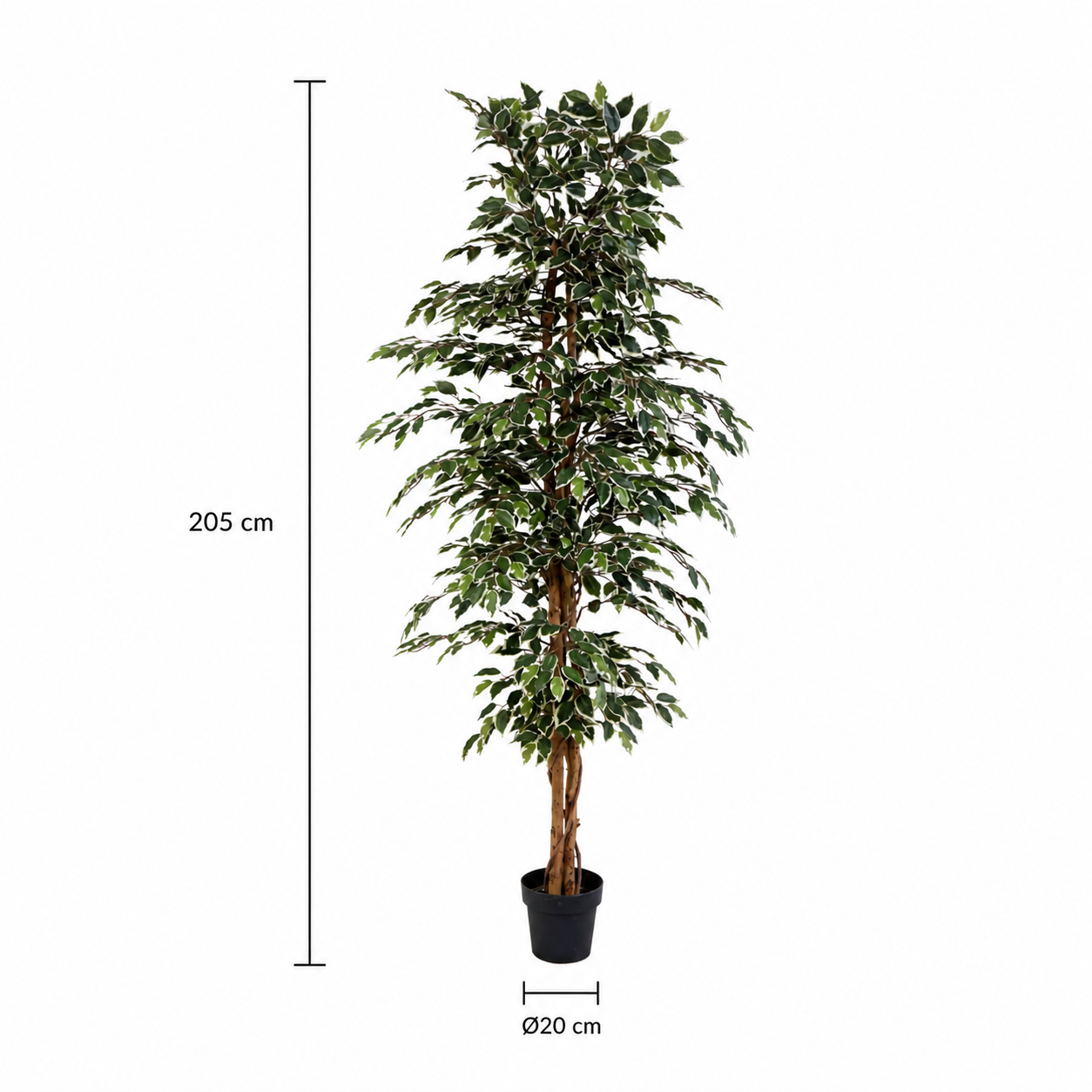 Kunstpflanze Birkenfeige Variegata 205 cm mit heller Blattoptik