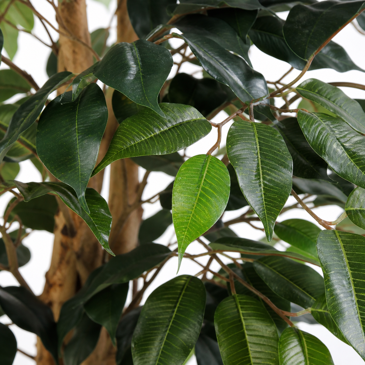 Kunstpflanze Birkenfeige Ficus Benjamina 130 cm