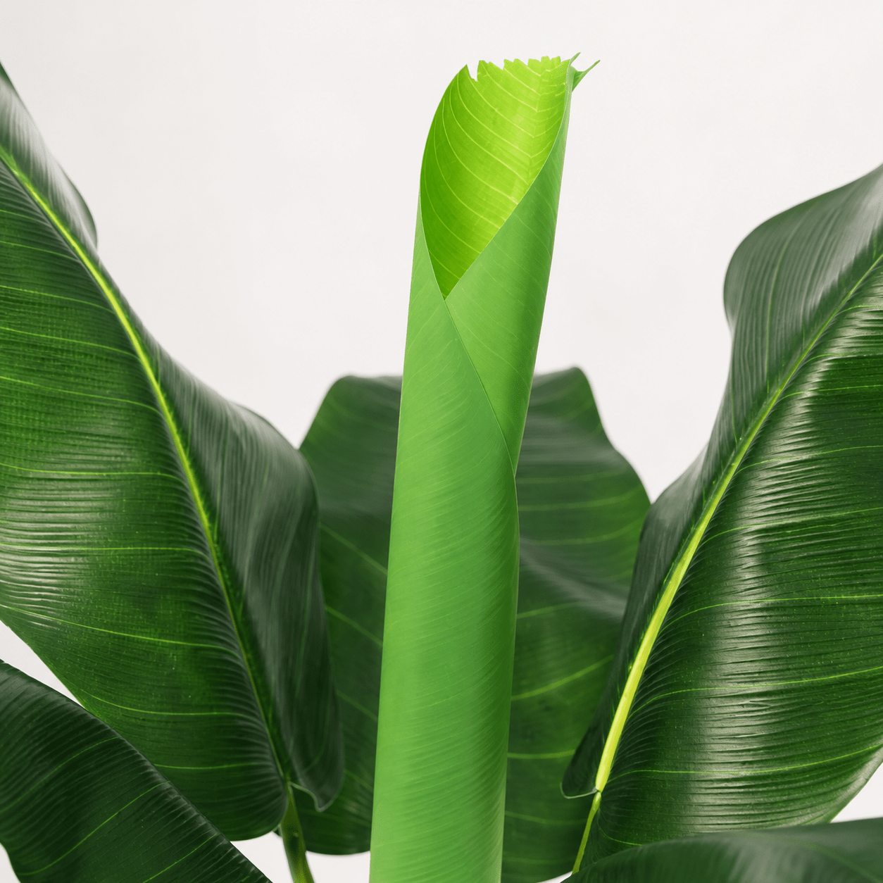Bananenpflanze Kunstpflanze 80 cm – Musa tropisch und modern - DYFLORA