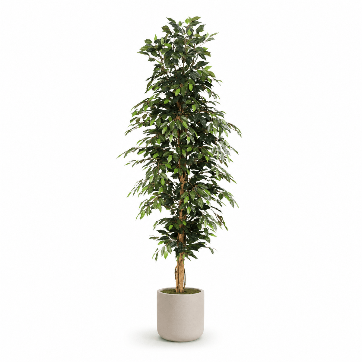 Birkenfeige Kunstpflanze 205 cm – Ficus Benjamina groß & elegant - DYFLORA