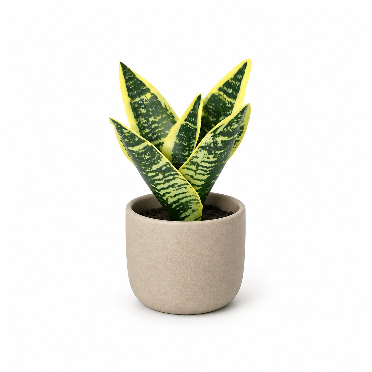Bogenhanf Kunstpflanze 21 cm – Sansevieria Laurentii modern - DYFLORA
