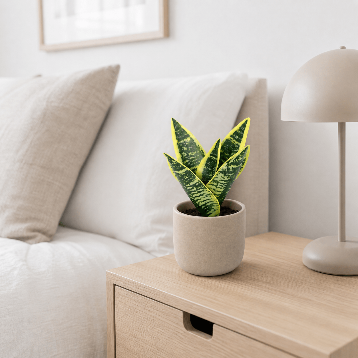 Bogenhanf Kunstpflanze 21 cm – Sansevieria Laurentii modern - DYFLORA