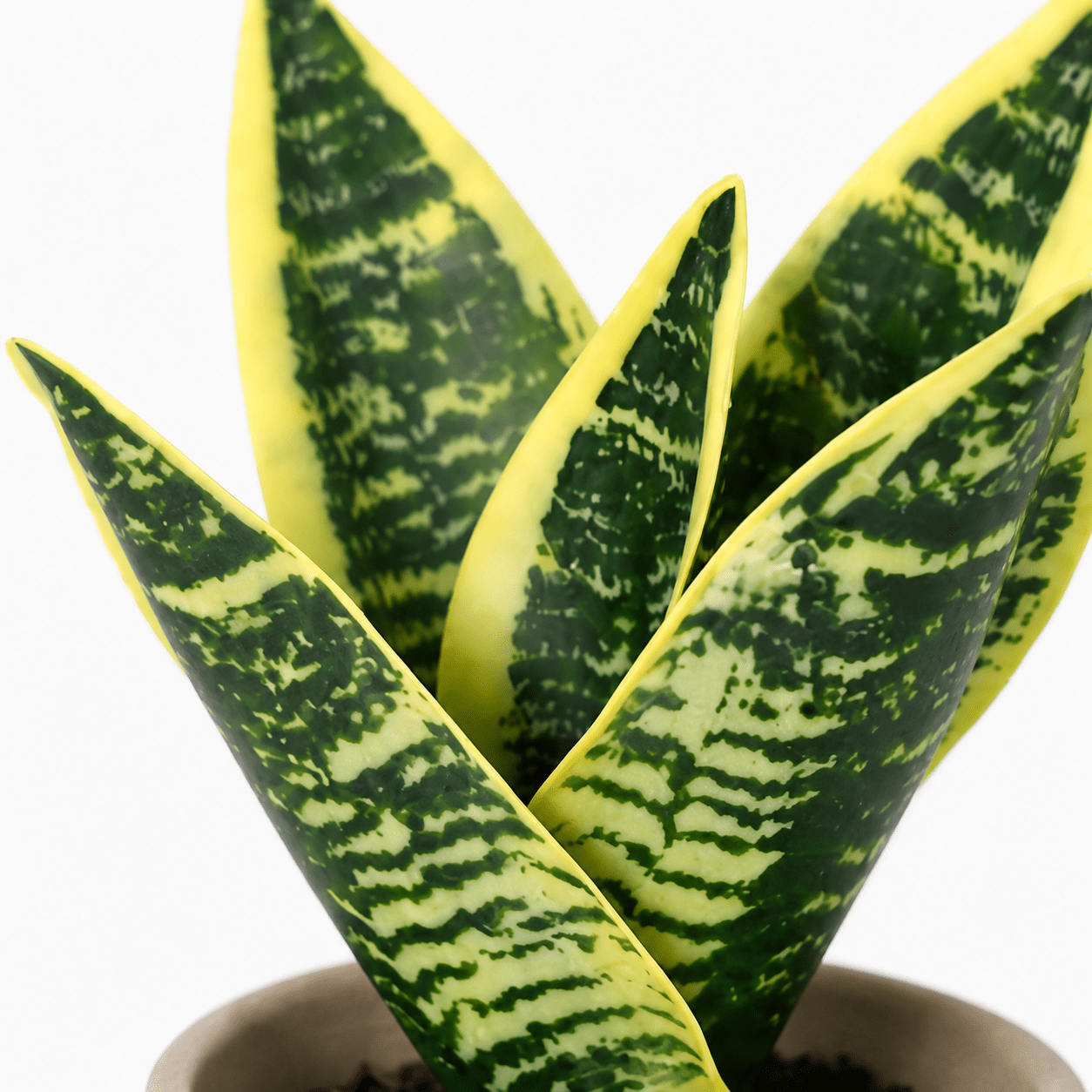 Bogenhanf Kunstpflanze 21 cm – Sansevieria Laurentii modern - DYFLORA