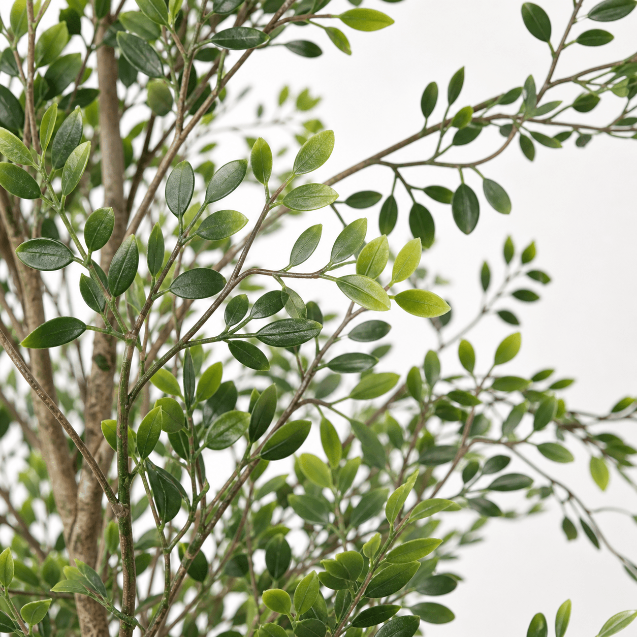 Bucida Kunstpflanze 71 cm – filigraner Kunstbaum mit feinen Blättern - DYFLORA