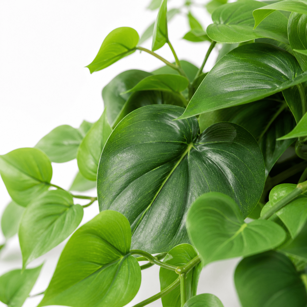 Efeutute Kunstpflanze – Epipremnum natürlich und stilvoll - DYFLORA