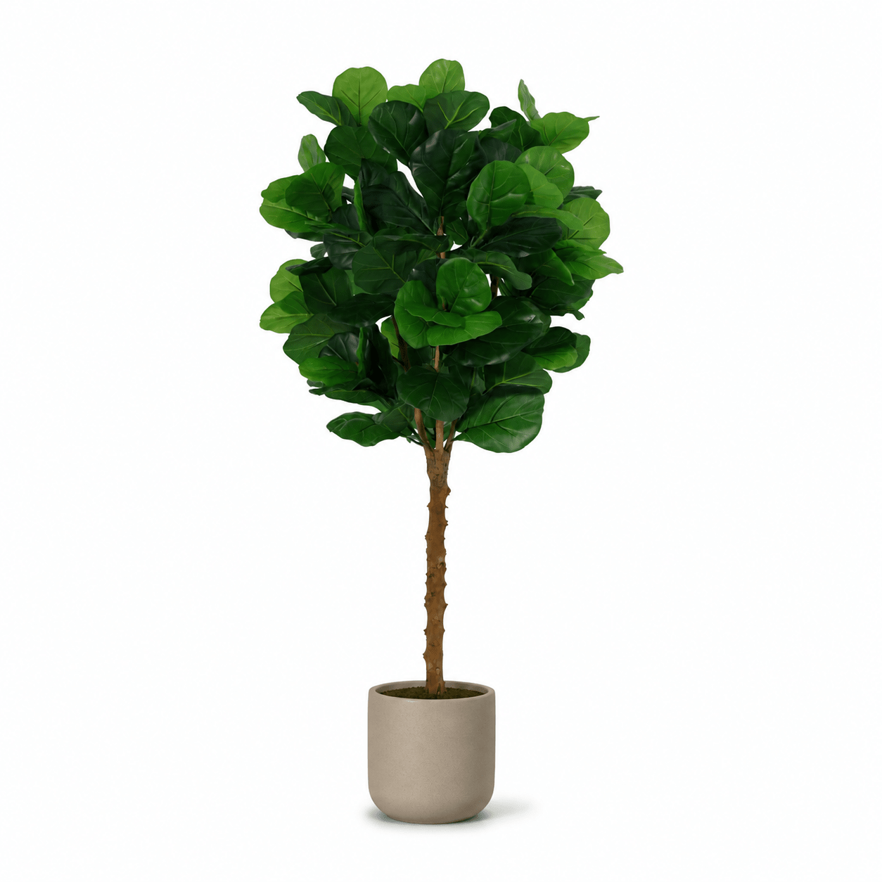 Geigenfeige Kunstpflanze 160 cm – Ficus lyrata als stilvoller Kunstbaum - DYFLORA