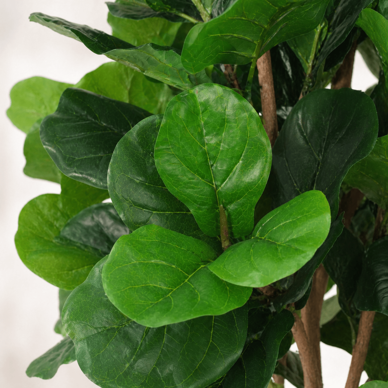 Geigenfeige Kunstpflanze 180 cm – Ficus lyrata als stilvoller Kunstbaum - DYFLORA