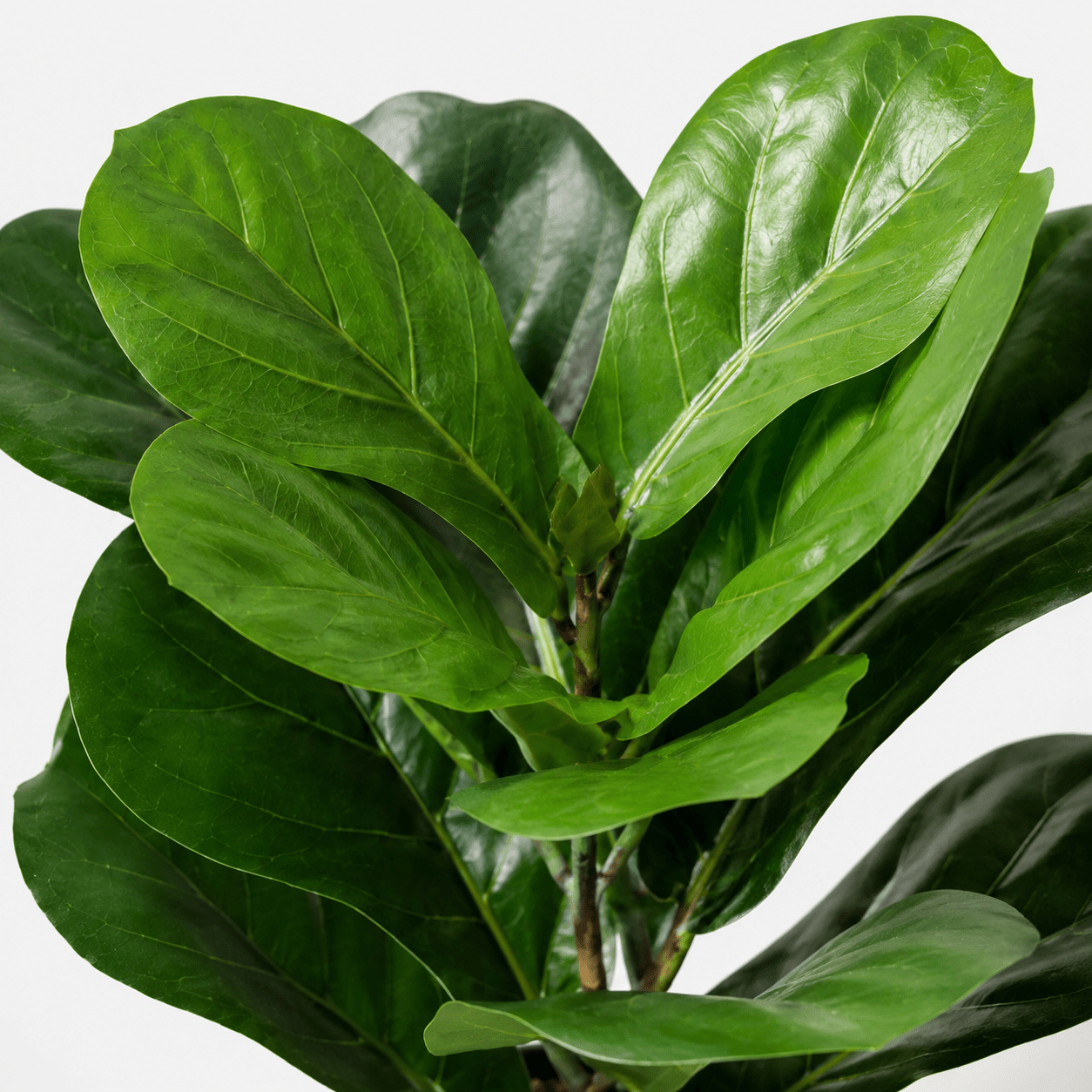 Geigenfeige Kunstpflanze 40 cm – Ficus lyrata für moderne Deko - DYFLORA