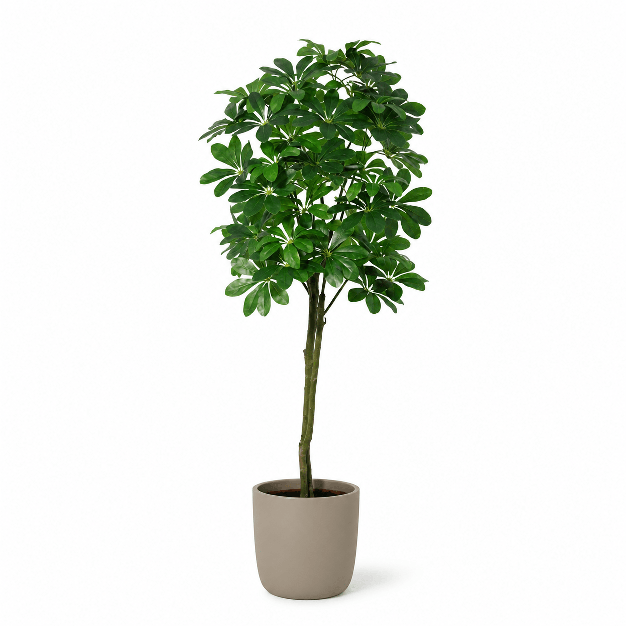 Glückskastanie Kunstpflanze 150 cm – Pachira Aquatica stilvoll - DYFLORA