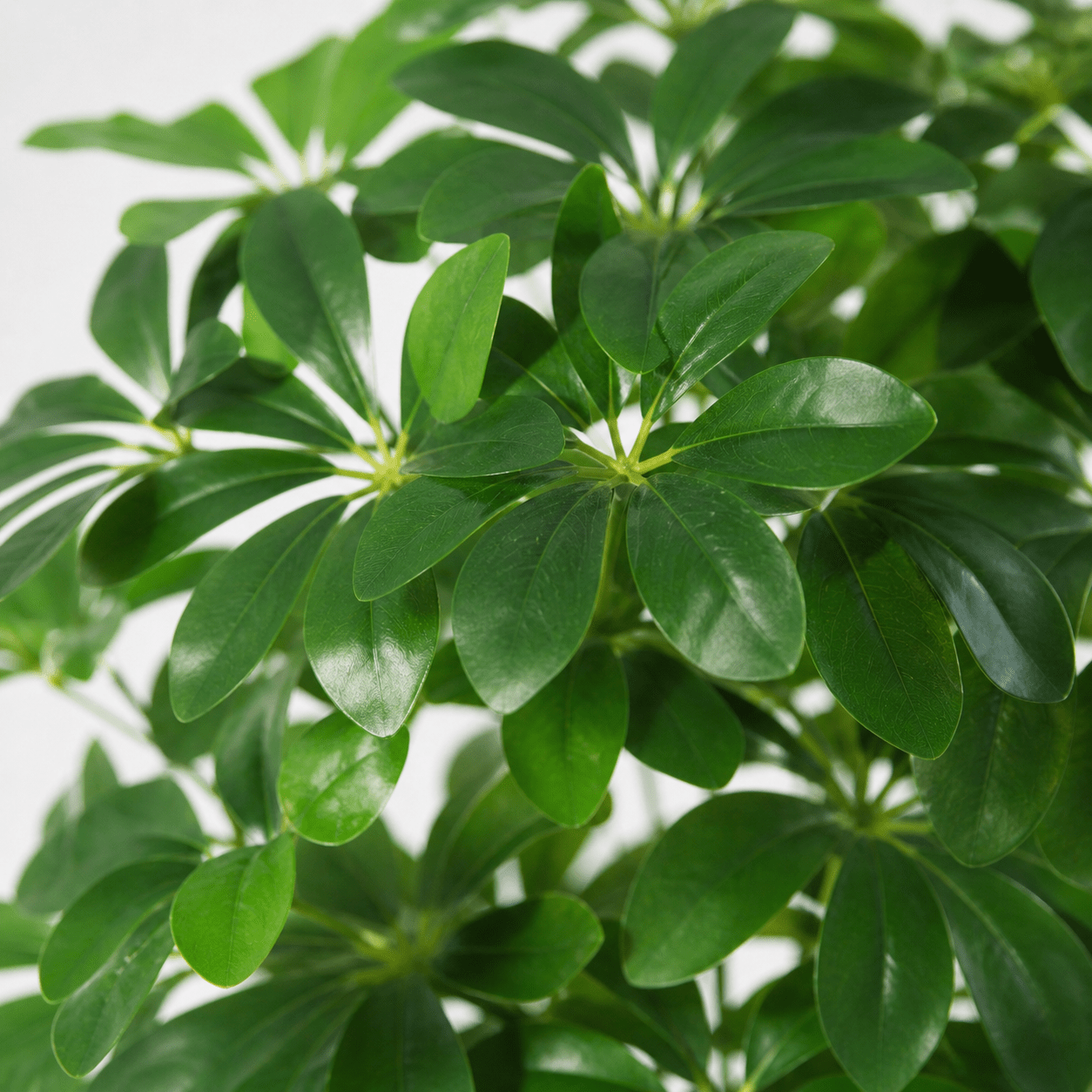 Glückskastanie Kunstpflanze 150 cm – Pachira Aquatica stilvoll - DYFLORA