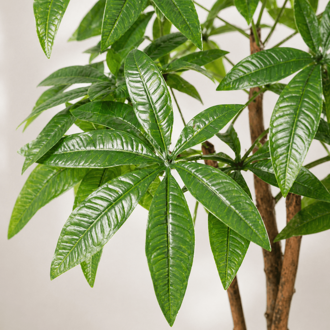 Glückskastanie Kunstpflanze 86 cm – Pachira Aquatica natürlich - DYFLORA