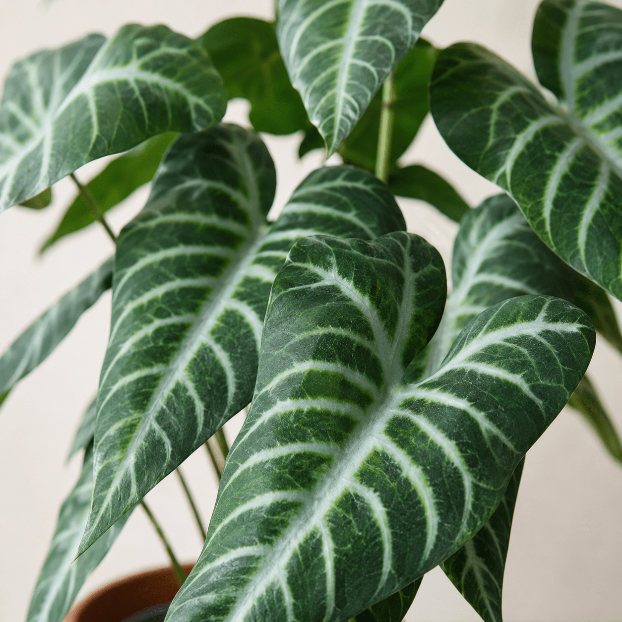 Kunstpflanze Alokasie Polly 49 cm – künstliches Elefantenohr - DYFLORA