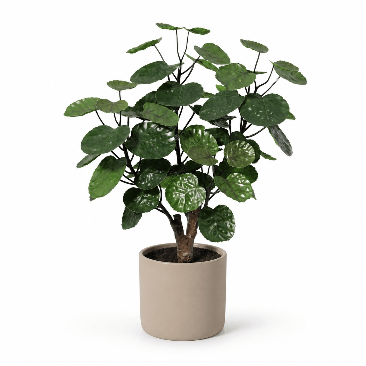 Kunstpflanze Aralie Fabian 55 cm – künstliche Polyscias - DYFLORA