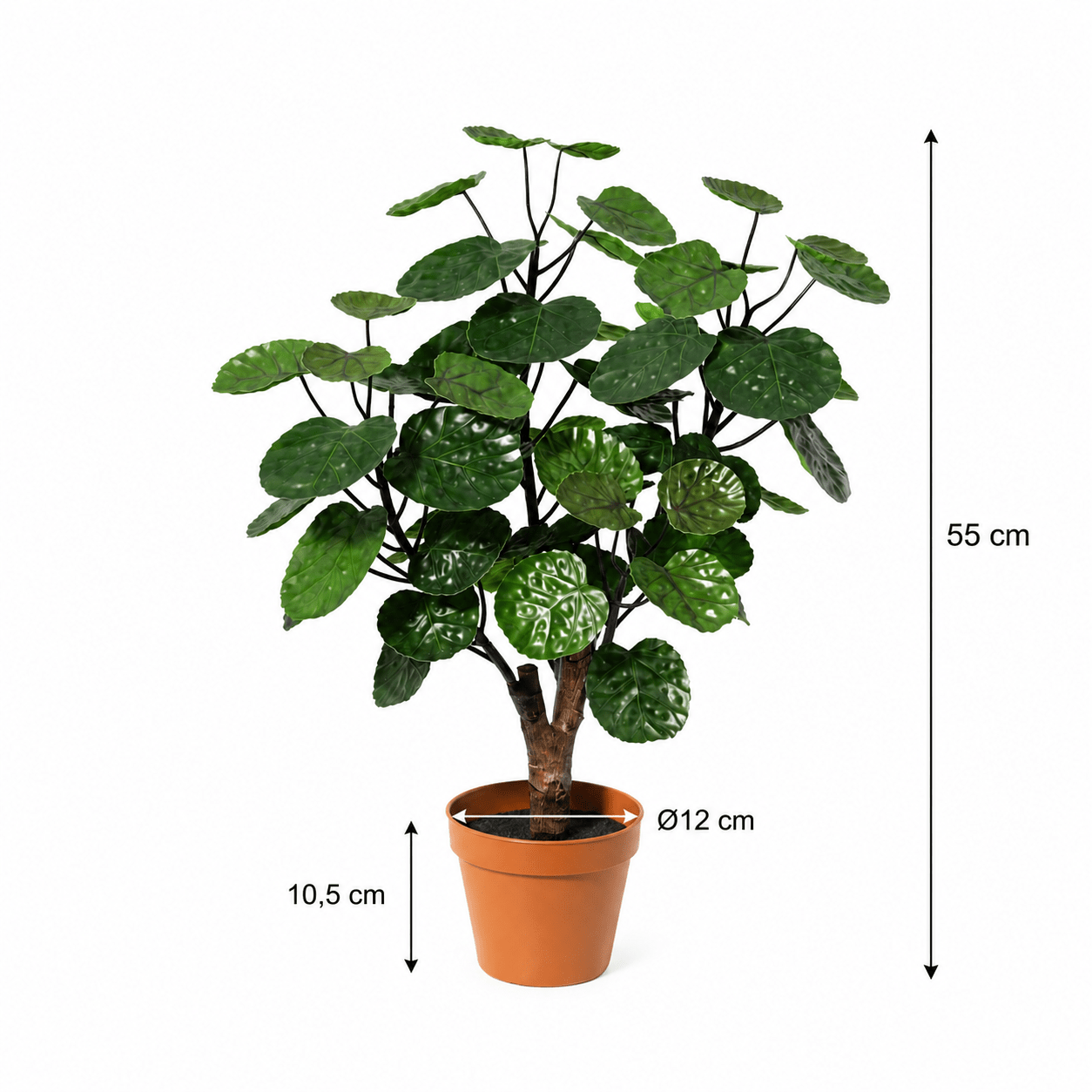Kunstpflanze Aralie Fabian 55 cm – künstliche Polyscias - DYFLORA