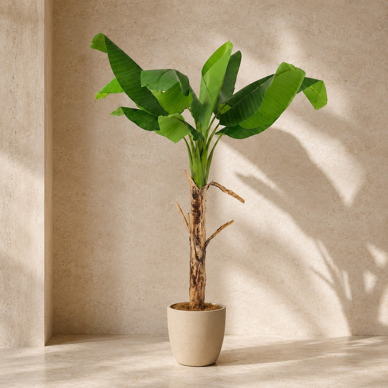 Kunstpflanze Bananenpflanze 150 cm | Realistische Musa Kunstpflanze - DYFLORA