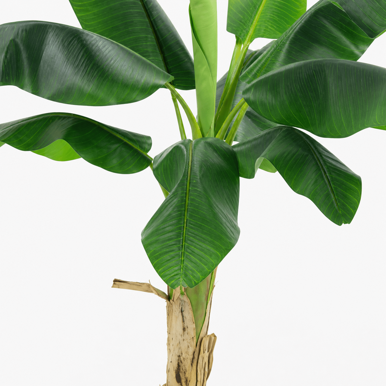 Kunstpflanze Bananenpflanze Musa 180 cm mit tropischem Look - DYFLORA