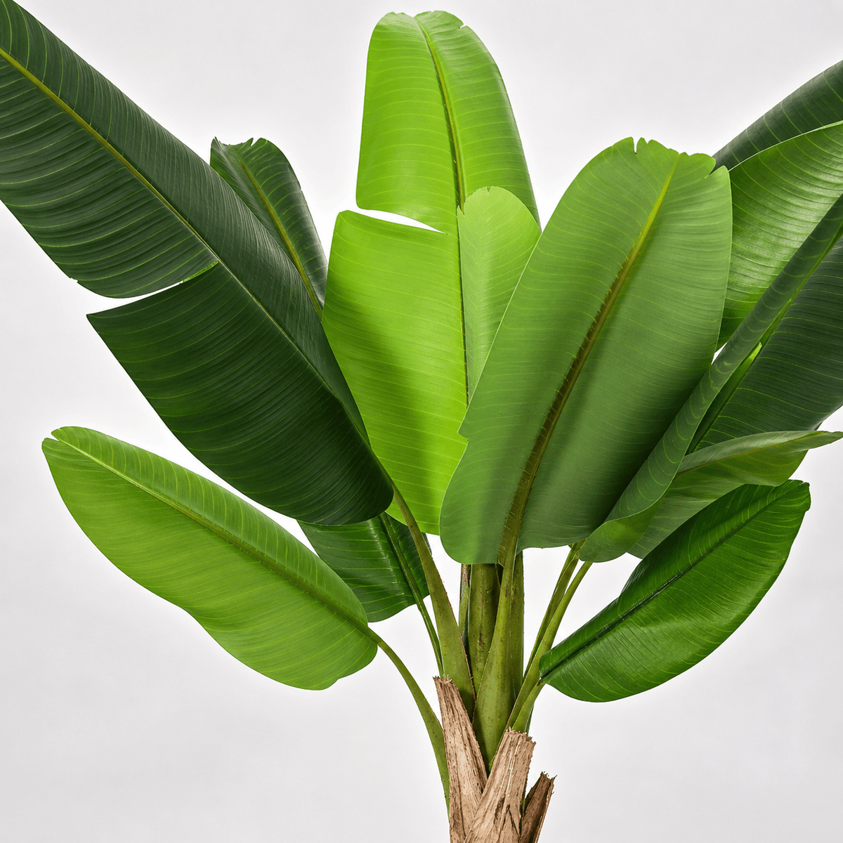 Kunstpflanze Bananenpflanze Musa 190 cm | Realistische Musa Pflanze - DYFLORA