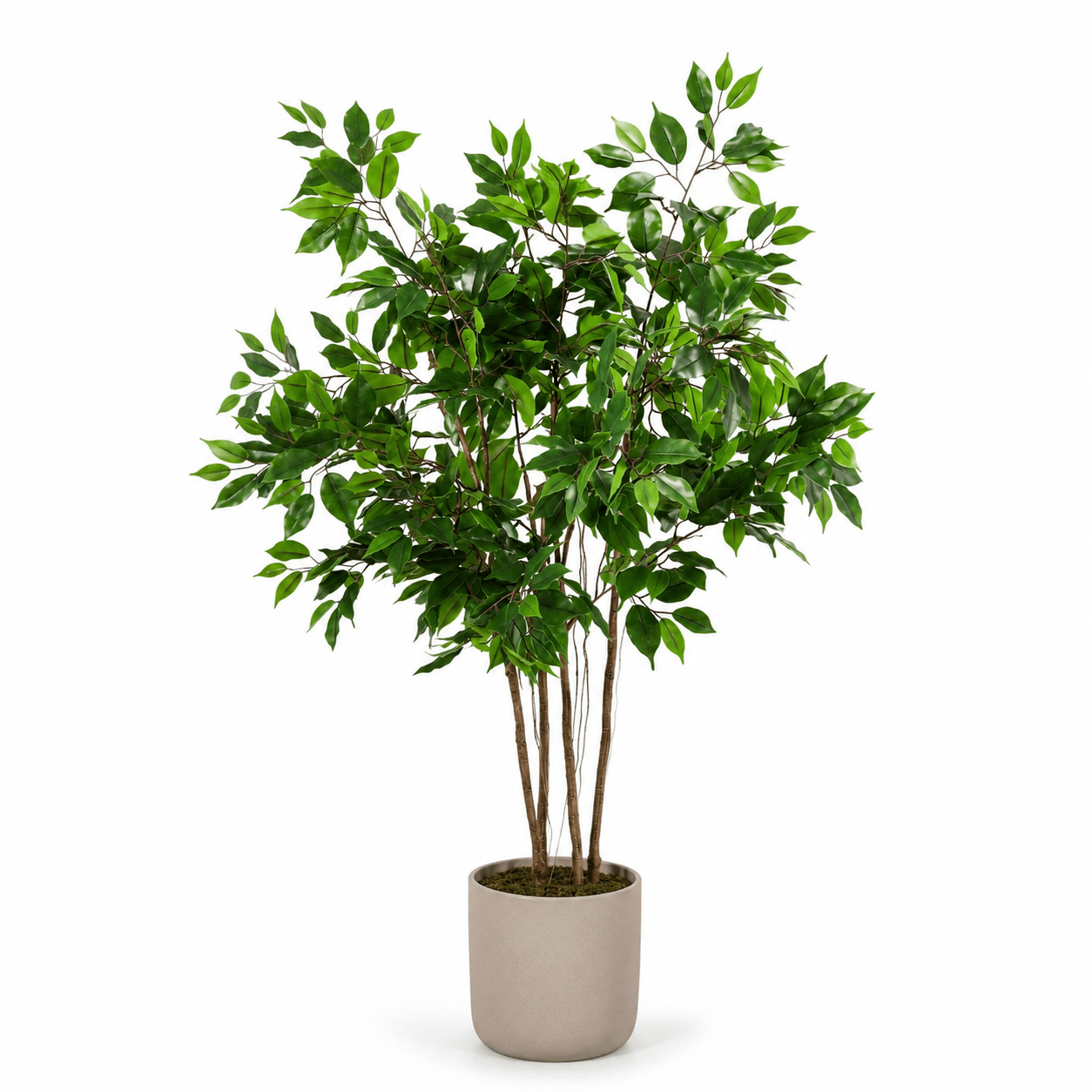 Kunstpflanze Birkenfeige 128 cm – künstlicher Ficus Benjamina - DYFLORA
