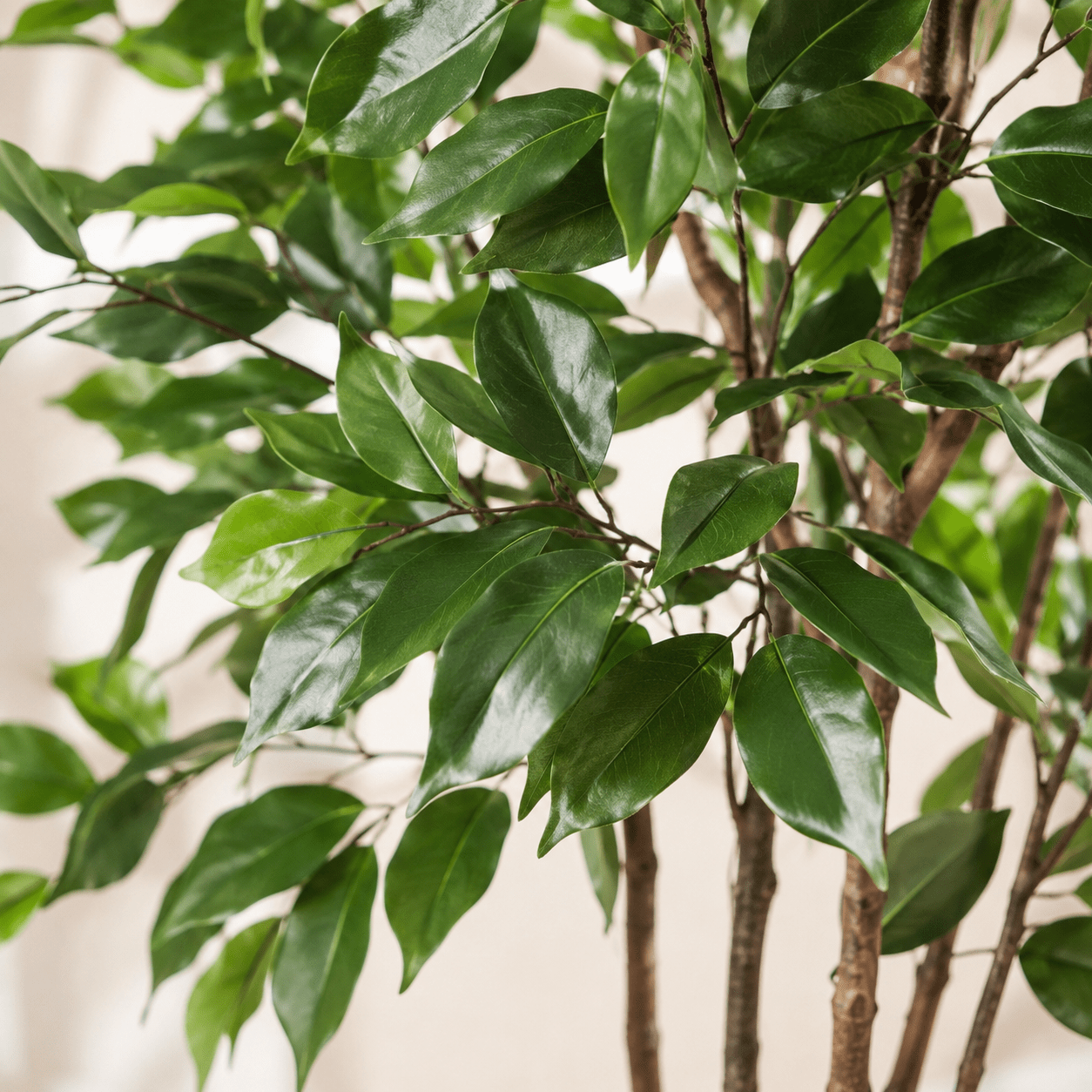 Kunstpflanze Birkenfeige 128 cm – künstlicher Ficus Benjamina - DYFLORA