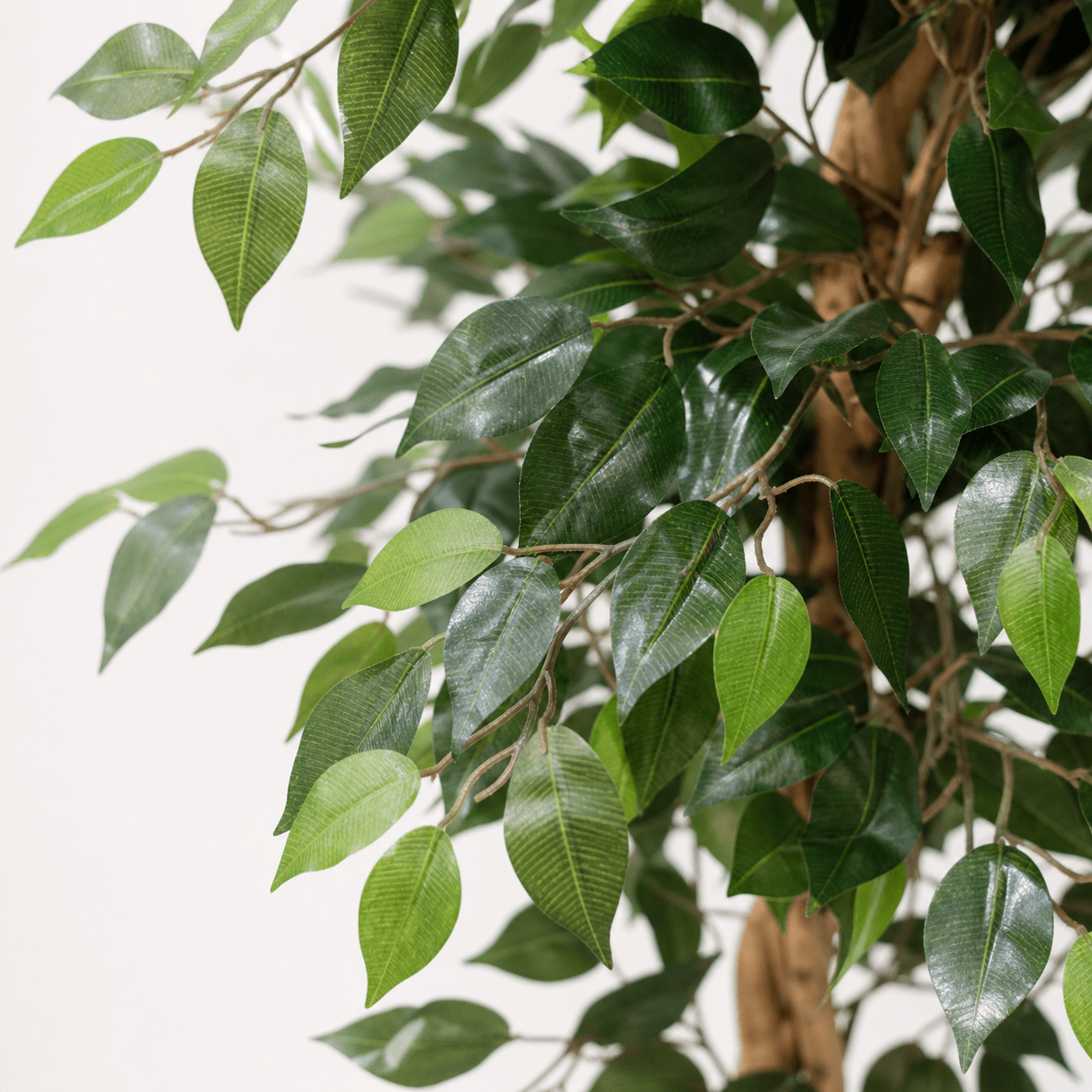 Kunstpflanze Birkenfeige Ficus Benjamina 160 cm - DYFLORA