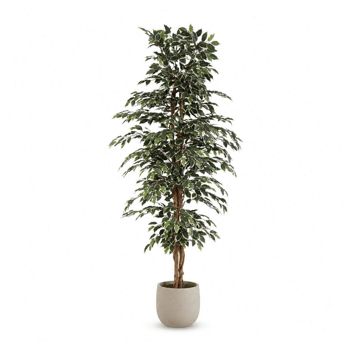 Kunstpflanze Birkenfeige Variegata 205 cm mit heller Blattoptik - DYFLORA
