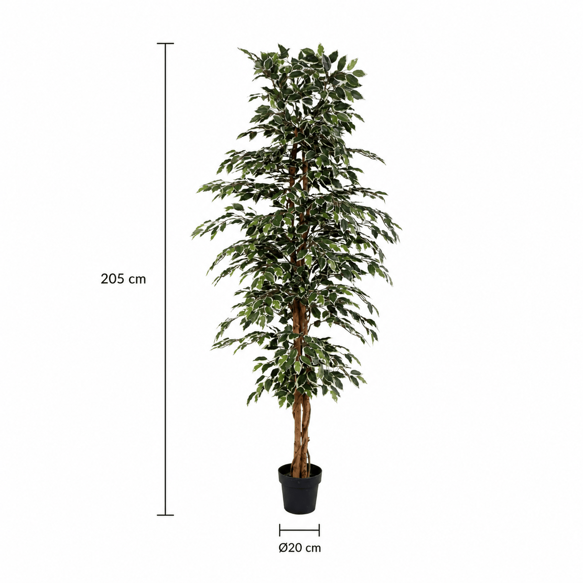 Kunstpflanze Birkenfeige Variegata 205 cm mit heller Blattoptik - DYFLORA