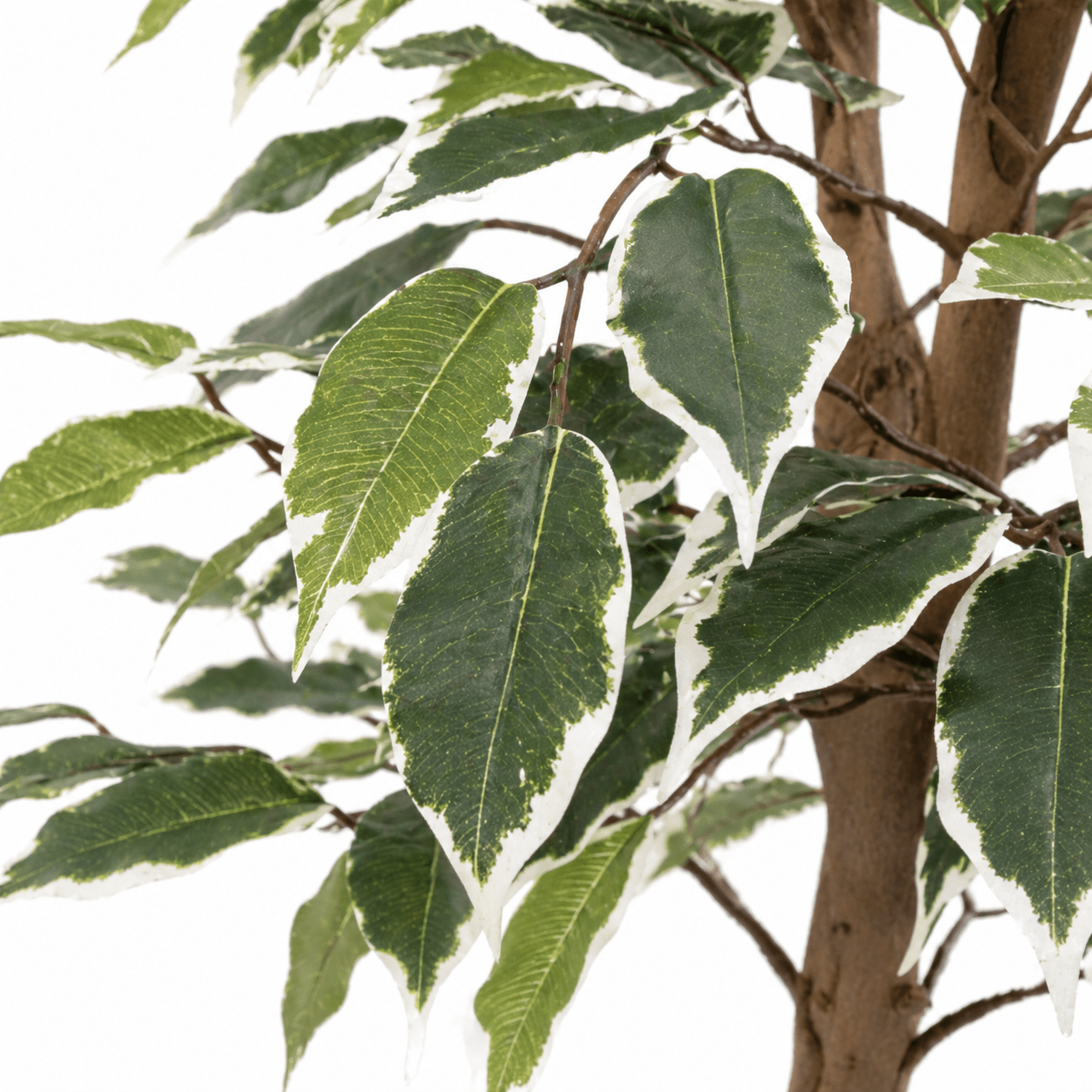 Kunstpflanze Birkenfeige variegata 85 cm – künstlicher Ficus Baum - DYFLORA
