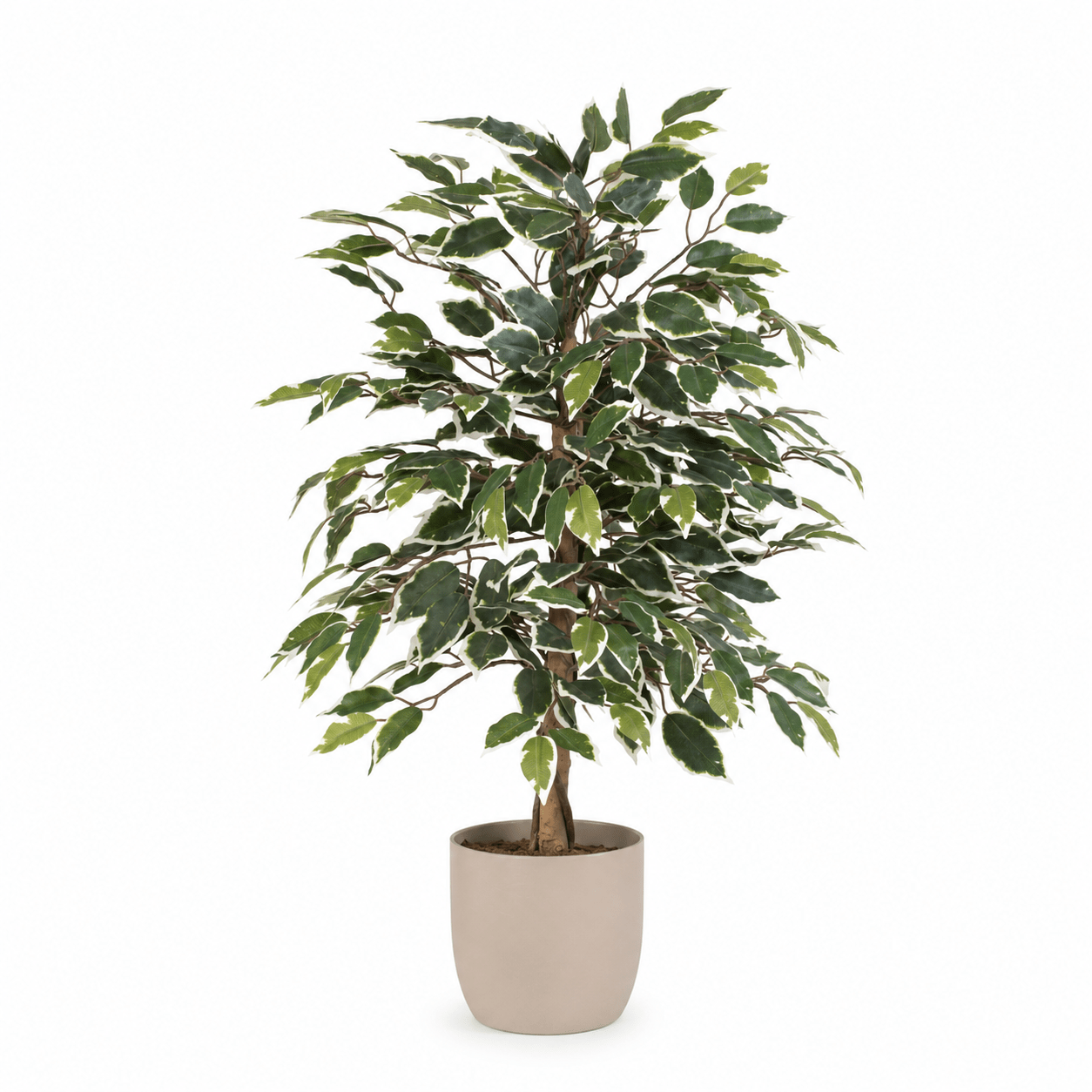Kunstpflanze Birkenfeige variegata 85 cm – künstlicher Ficus Baum - DYFLORA