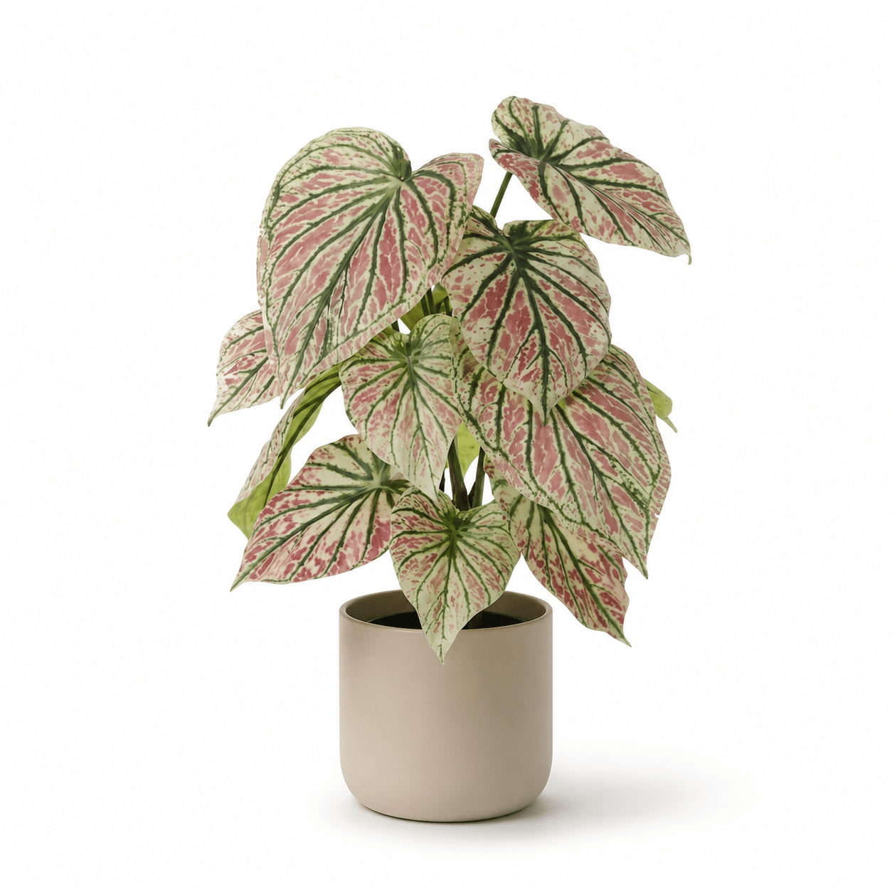 Kunstpflanze Caladium Grün - Pink 57 cm – künstliches Buntblatt - DYFLORA