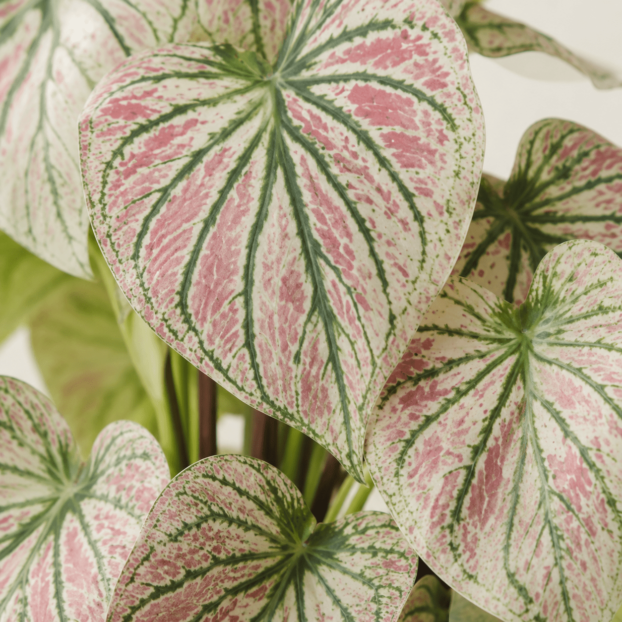 Kunstpflanze Caladium Grün - Pink 57 cm – künstliches Buntblatt - DYFLORA
