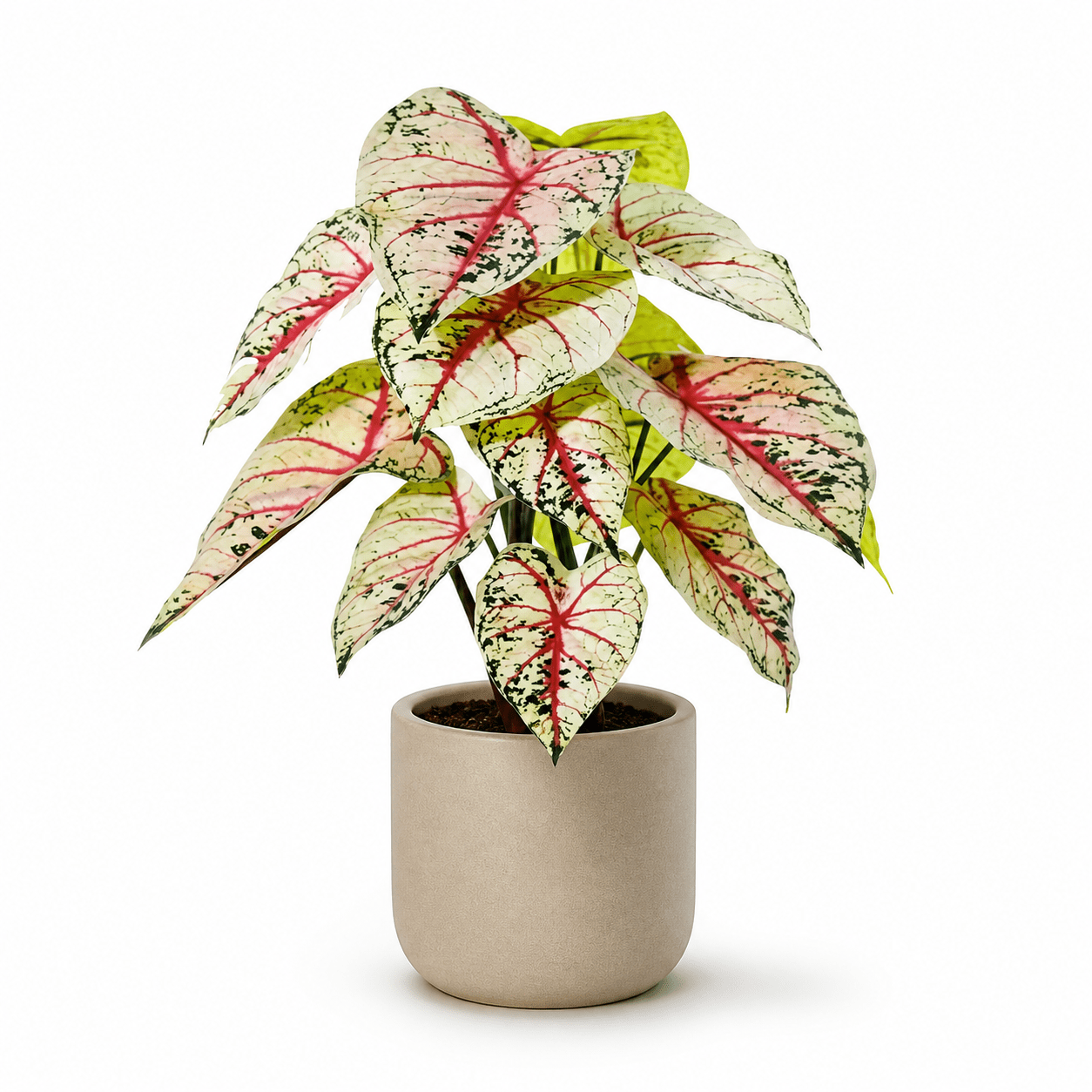 Kunstpflanze Caladium weiß rosa 57 cm - DYFLORA