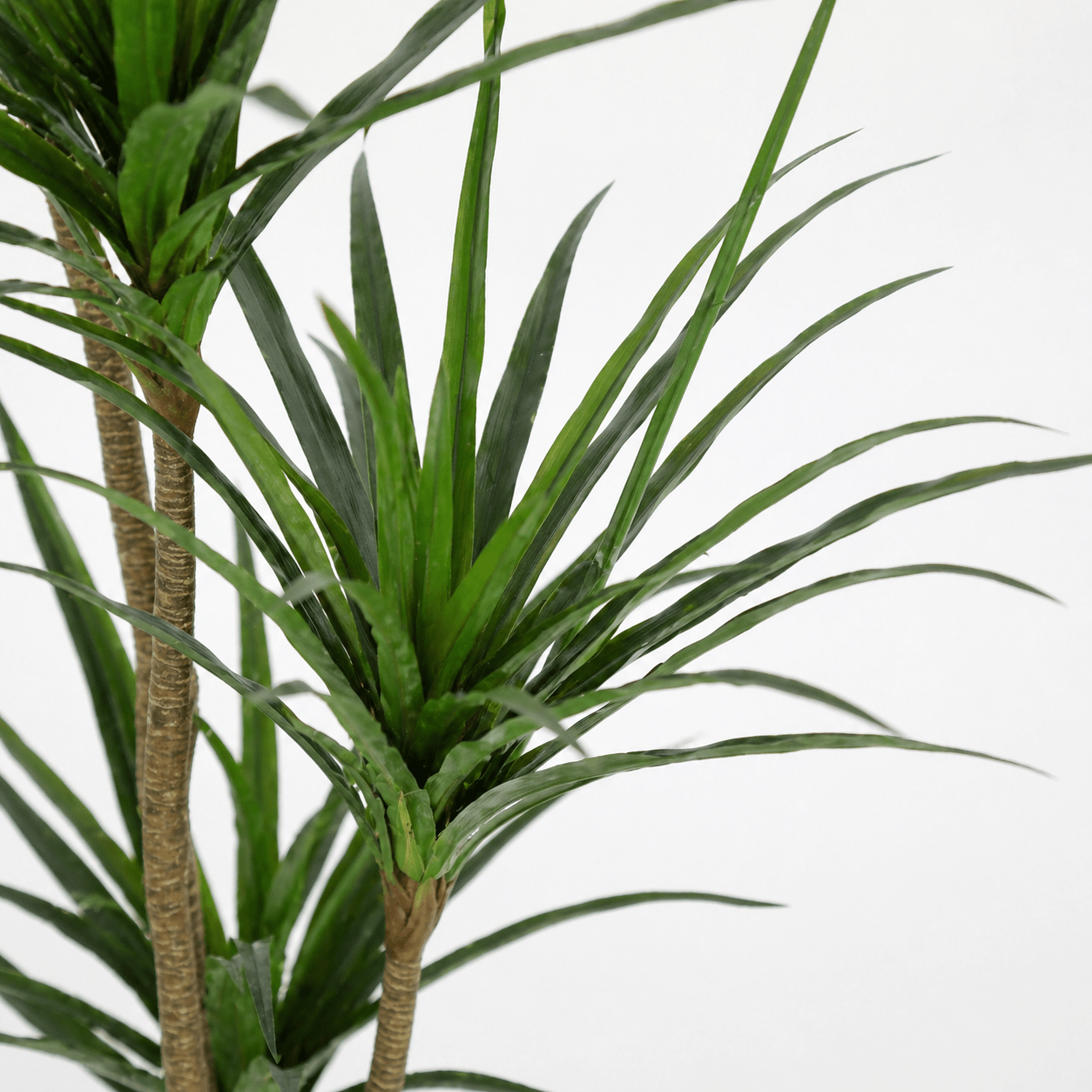 Kunstpflanze Drachenbaum 165 cm – künstliche Dracaena - DYFLORA