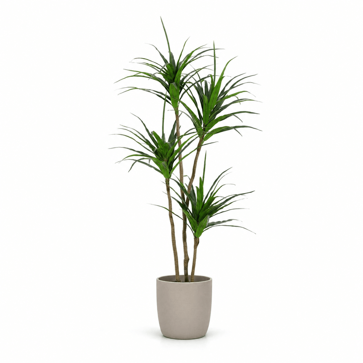 Kunstpflanze Drachenbaum 165 cm – künstliche Dracaena - DYFLORA