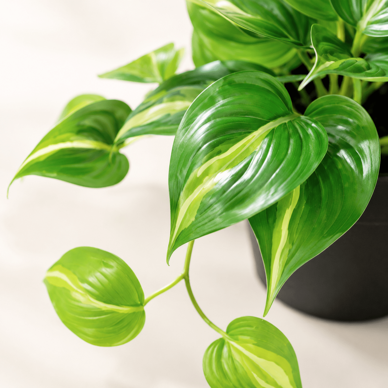 Kunstpflanze Efeutute Variegata 23 cm – künstliches Epipremnum - DYFLORA