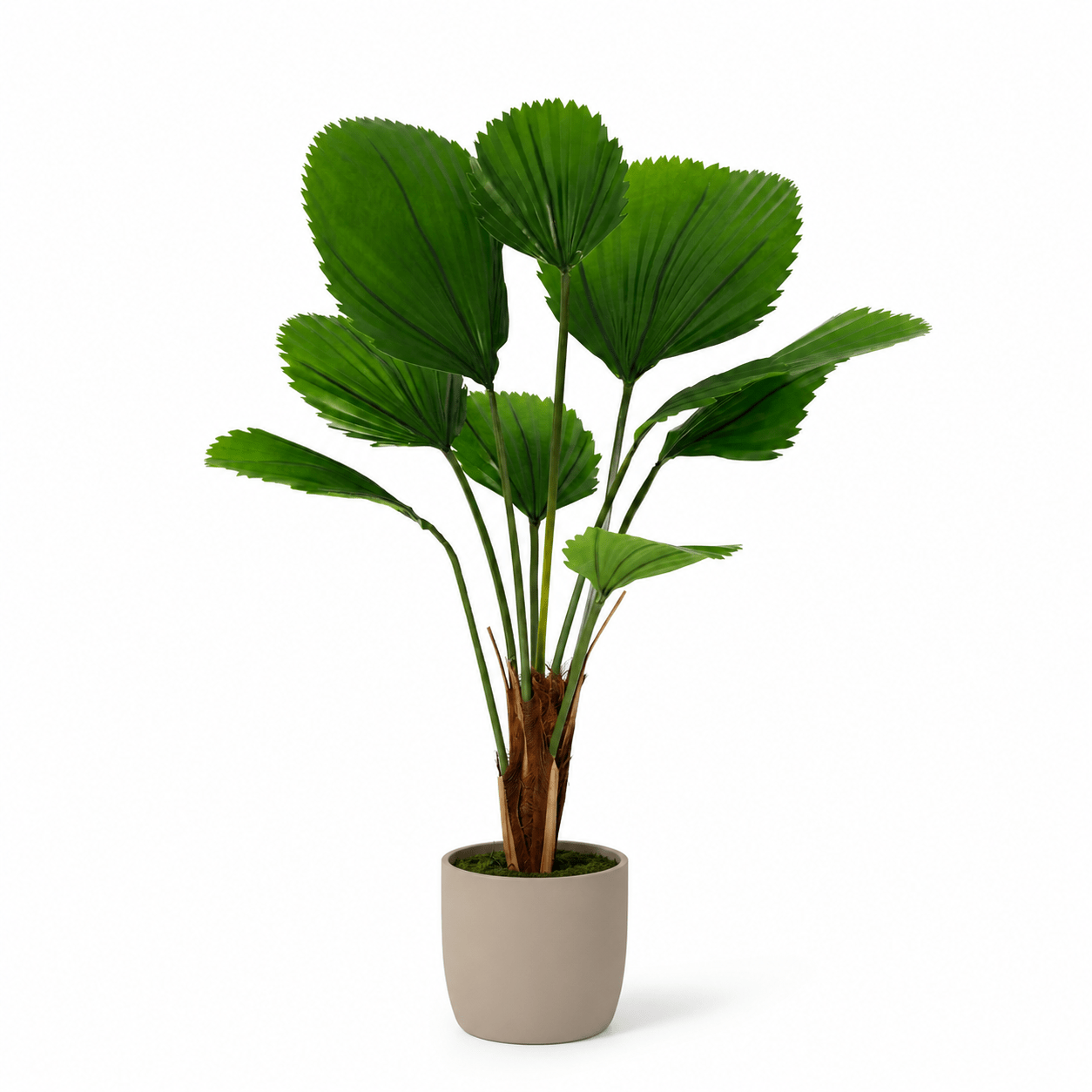 Kunstpflanze Fächerpalme Licuala Grandis 104 cm tropisch - DYFLORA