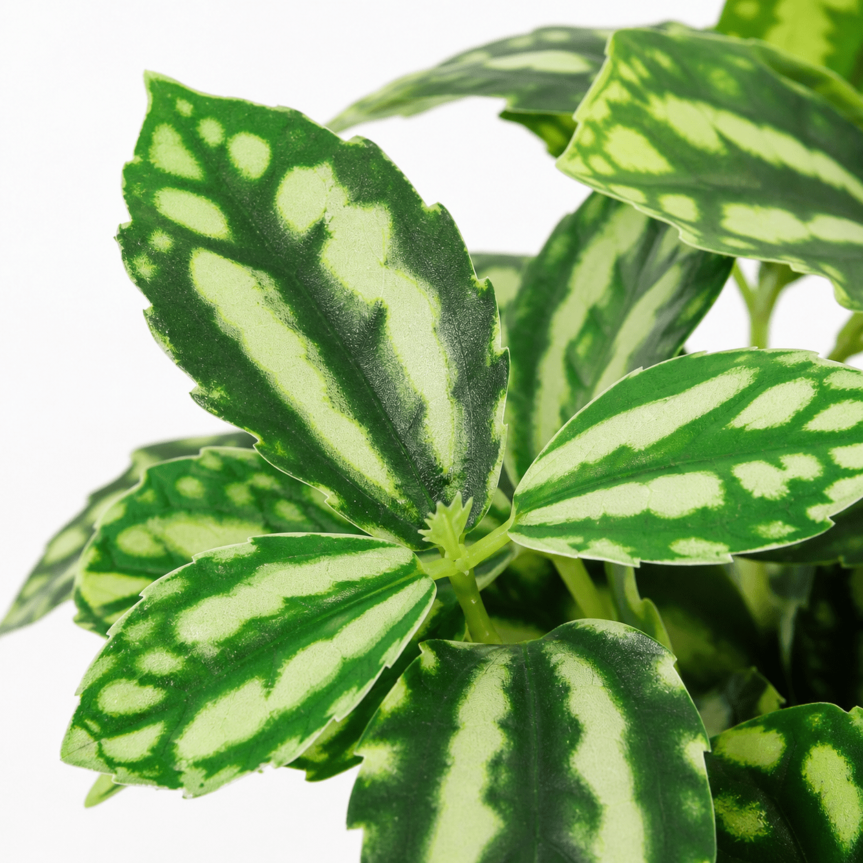 Kunstpflanze Ice Water 8 cm – jetzt stilvoll zuhause dekorieren - DYFLORA