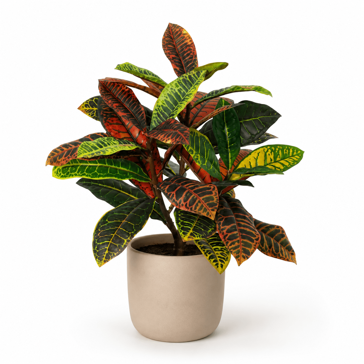 Kunstpflanze Kroton 40 cm – künstlicher Codiaeum mit Farbspiel - DYFLORA