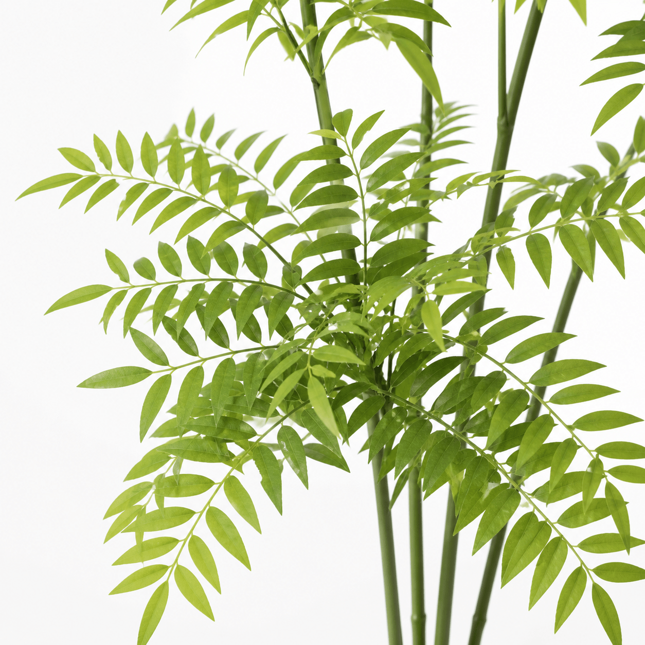 Kunstpflanze Mahonie Mahonia 185 cm naturgetreu - DYFLORA