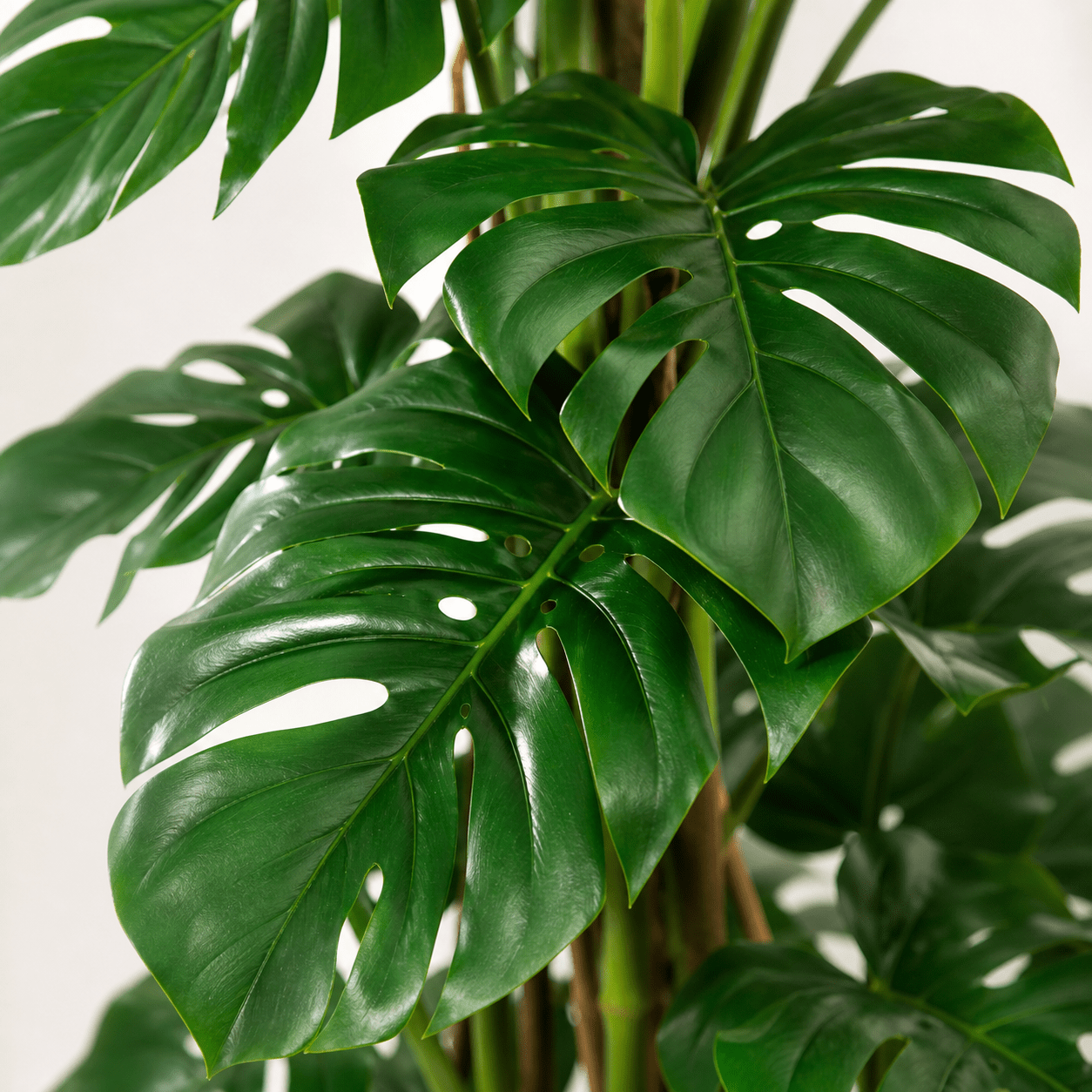 Kunstpflanze Monstera Monkey Leaf 125 cm mit tropischem Look - DYFLORA