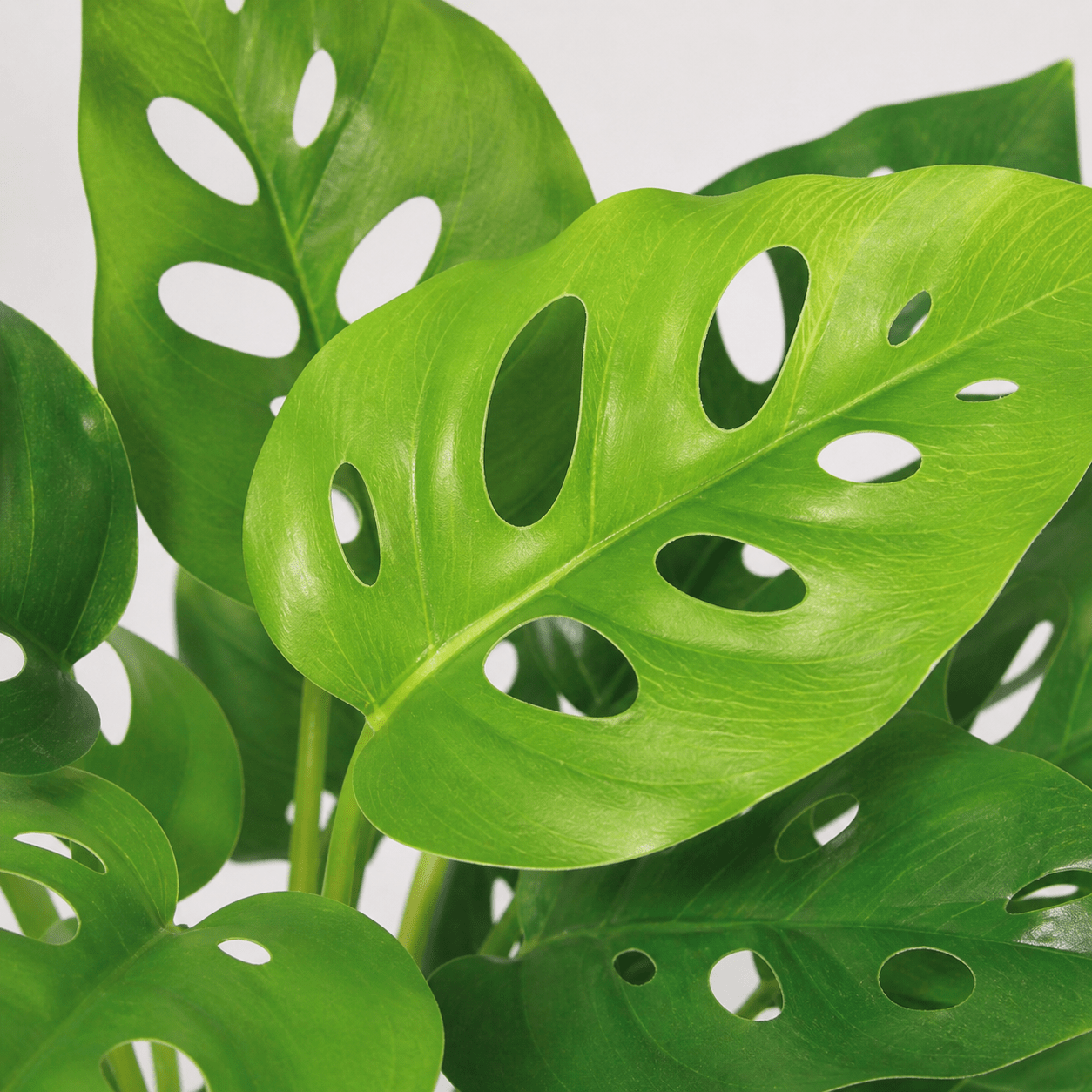 Kunstpflanze Monstera Monkey Leaf 22 cm Lochpflanze - DYFLORA
