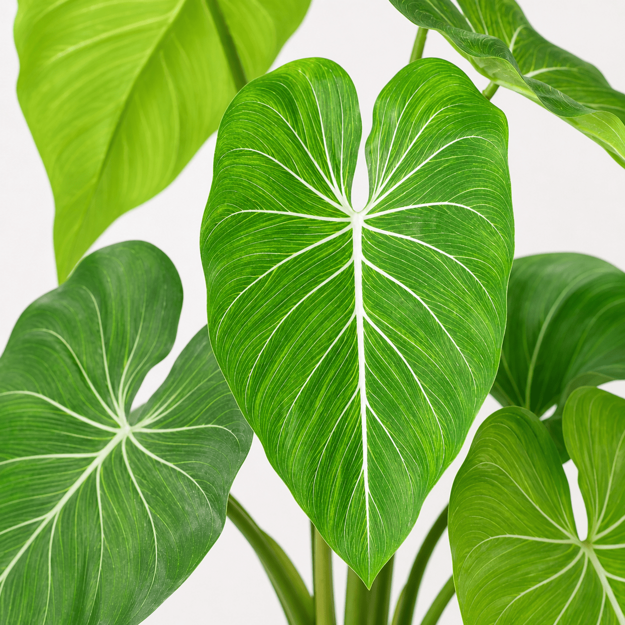 Kunstpflanze Philodendron 100 cm mit tropischer Blattoptik - DYFLORA
