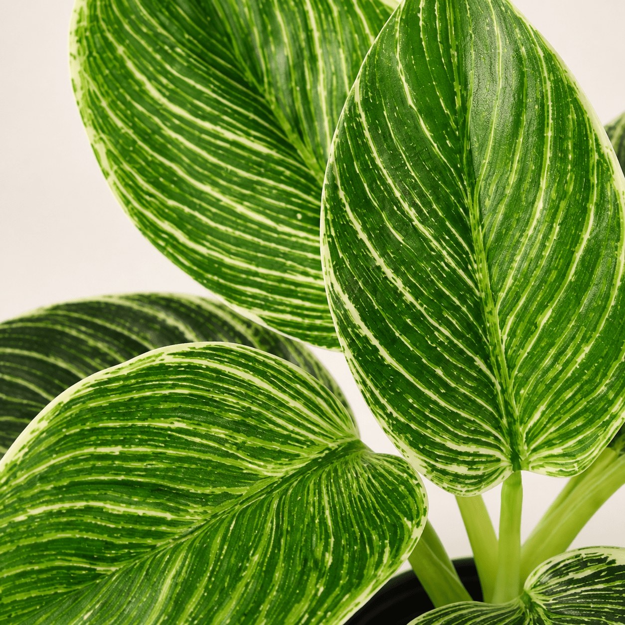 Kunstpflanze Philodendron Birkin 20 cm mit markanter Blattzeichnung - DYFLORA