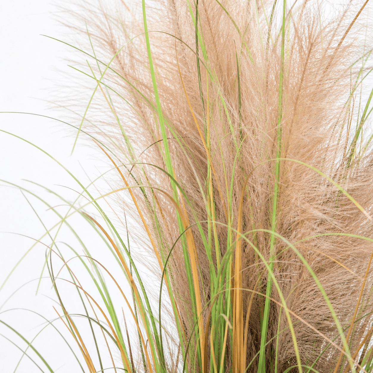 Kunstpflanze Schilfgras Phragmites 95 cm naturgetreu hängend - DYFLORA