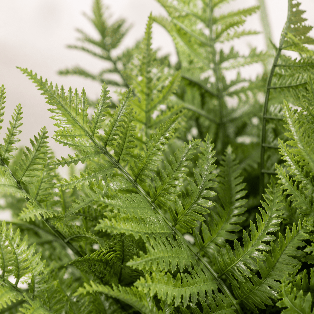 Kunstpflanze Schwertfarn Nephrolepis exaltata 59 cm - DYFLORA