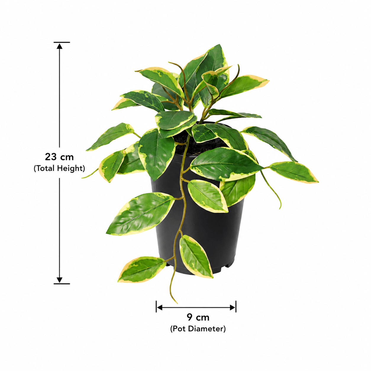 Kunstpflanze Wachsblume Variegata 23 cm – künstliche Hoya - DYFLORA