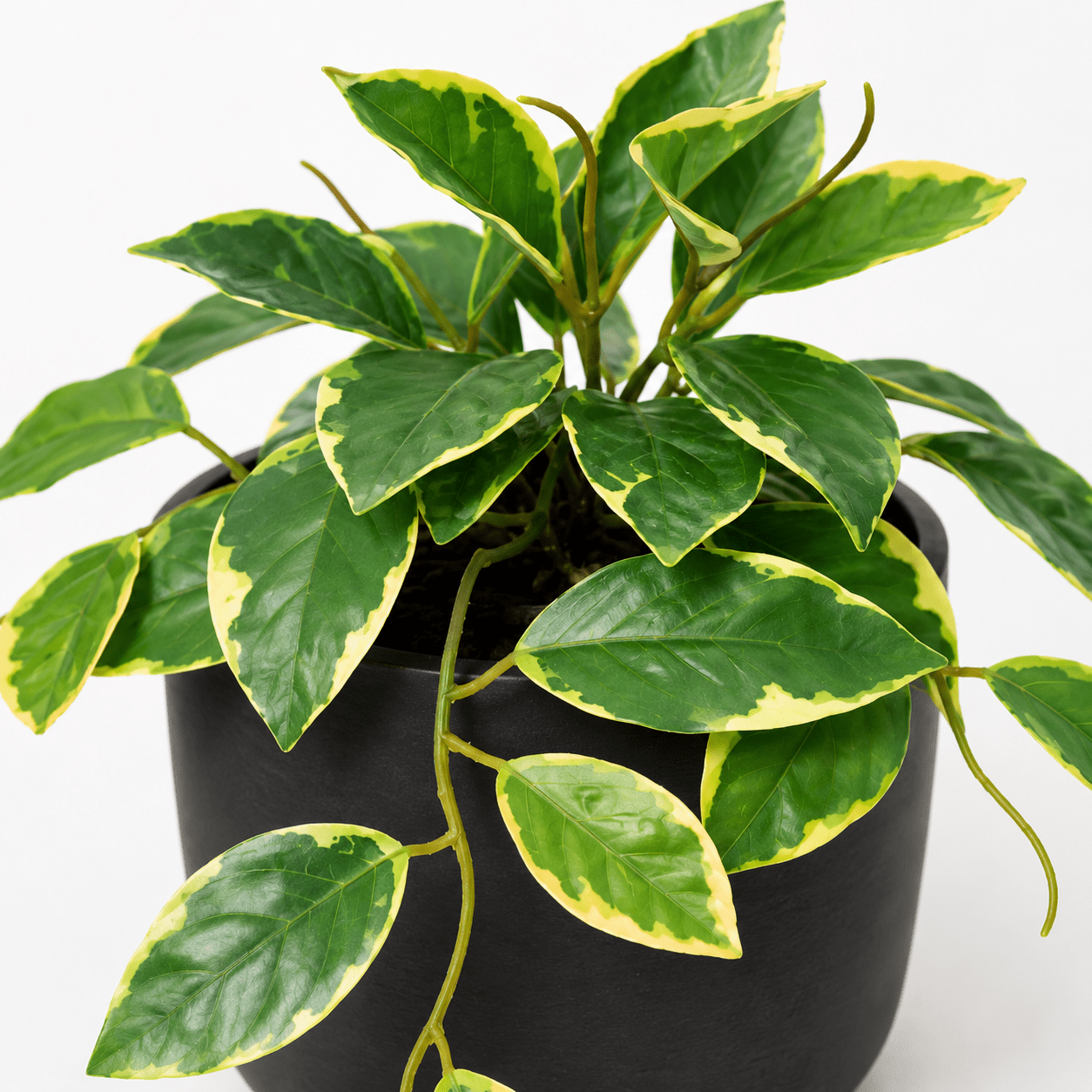 Kunstpflanze Wachsblume Variegata 23 cm – künstliche Hoya - DYFLORA
