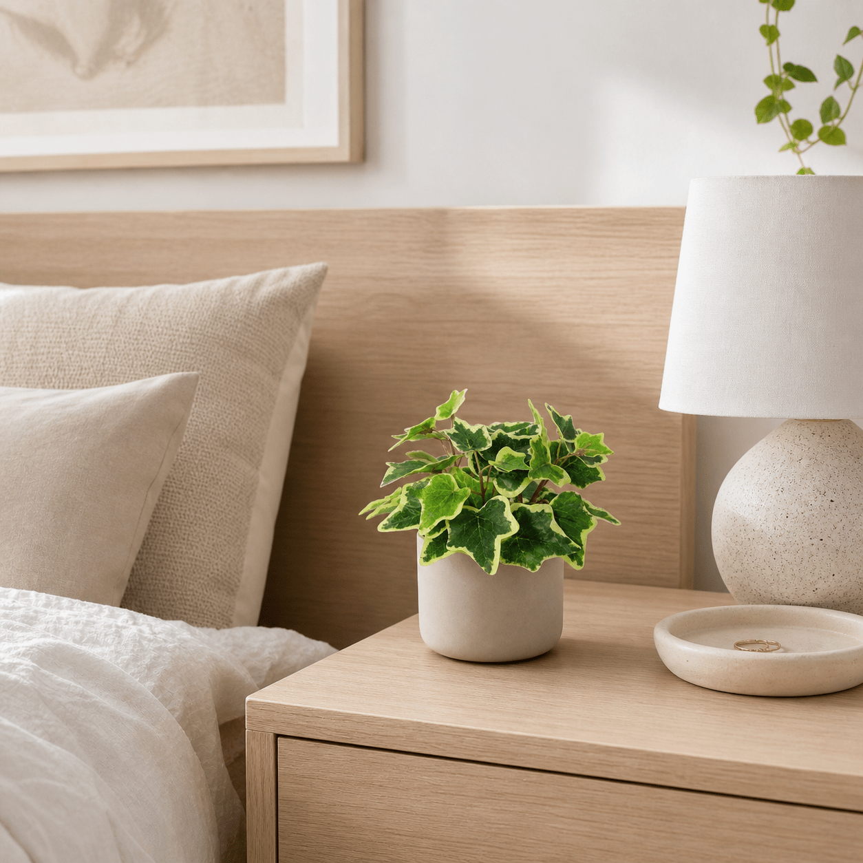 Kunstpflanze Weißer Efeu 19 cm mit zweifarbiger Blattoptik - DYFLORA