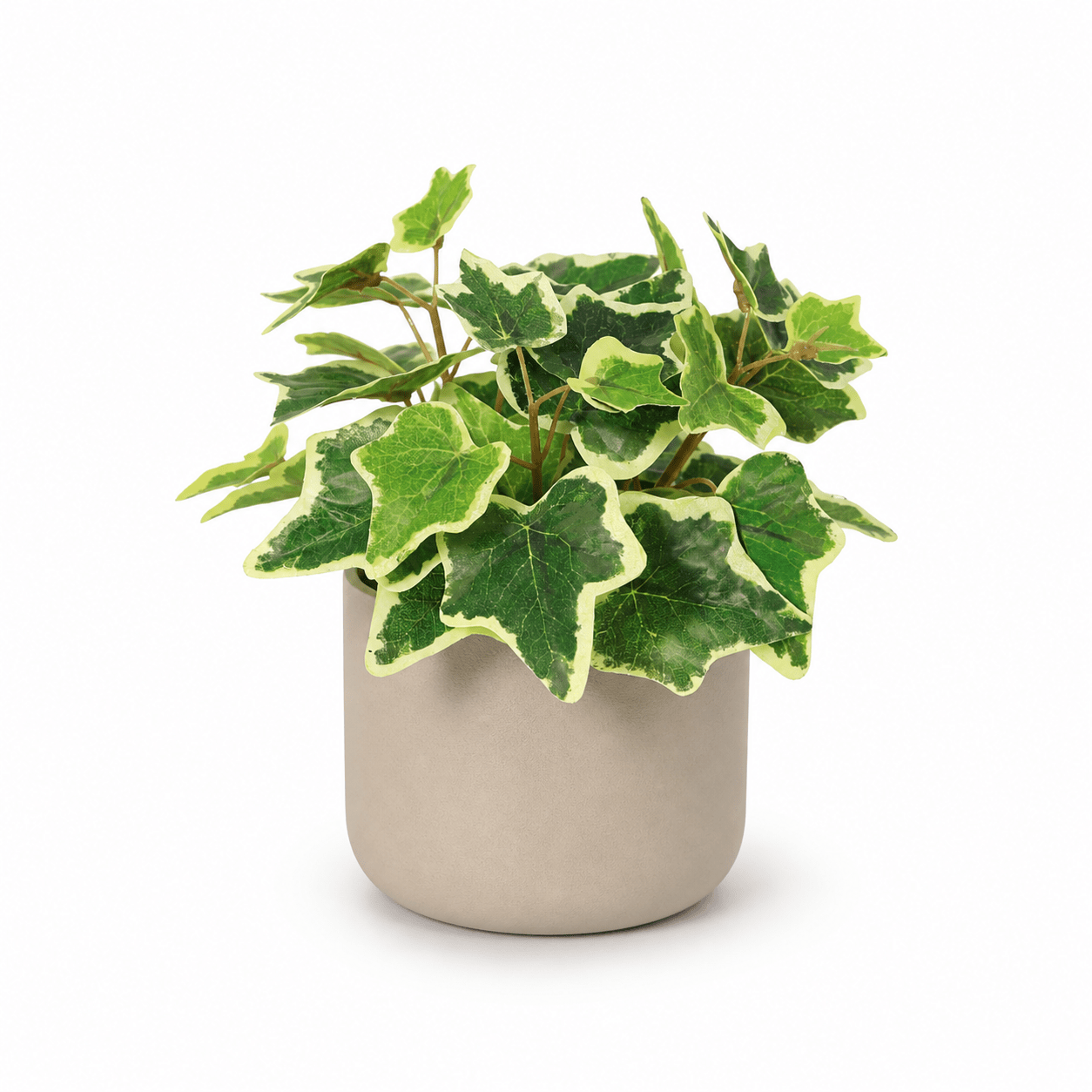 Kunstpflanze Weißer Efeu 19 cm mit zweifarbiger Blattoptik - DYFLORA
